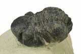 Bargain, Reedops Trilobite - Atchana, Morocco #287412-4